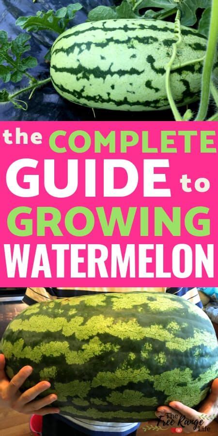 How To Grow Watermelon In Your Garden From Seed To Harvest How To
