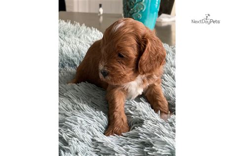 Miniature cavapoo puppies for sale in texas. Jimmy: Cavapoo puppy for sale near Dallas / Fort Worth ...