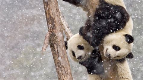 Panda In Snow Bing Wallpaper Download