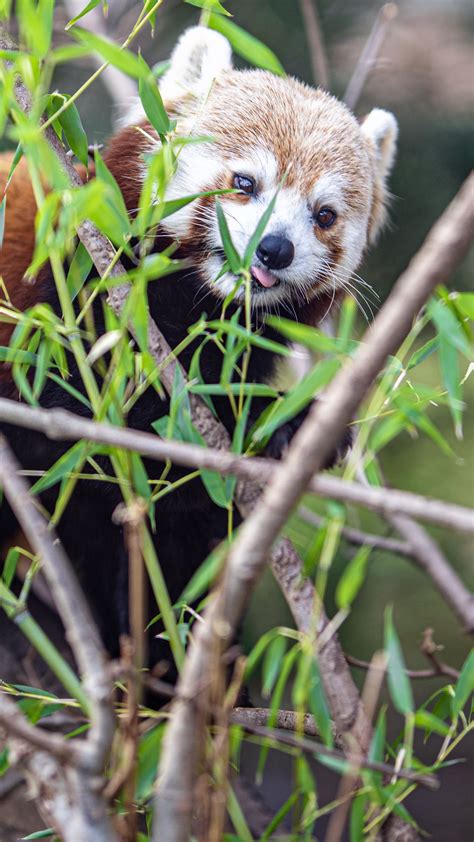 Download Wallpaper 1350x2400 Red Panda Tongue Protruding Branches
