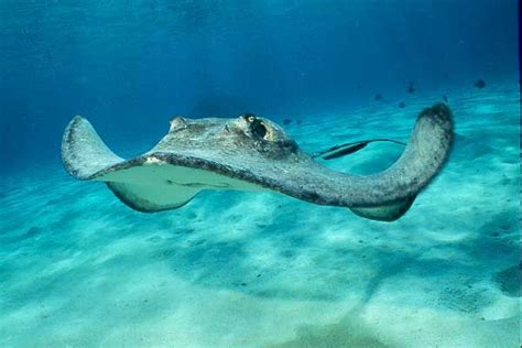 Stingray Endangered Animals Facts Wildlife Pictures And Videos