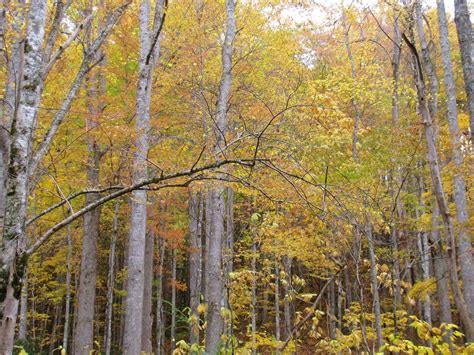 Autumn Colors On Jakes Creek Trail Photos Diagrams And Topos Summitpost