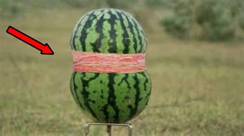 Watermelon Vs Rubber Bands How Many Rubber Bands Will Crush A