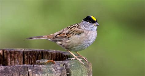 Golden Crowned Sparrow Overview All About Birds Cornell Lab Of