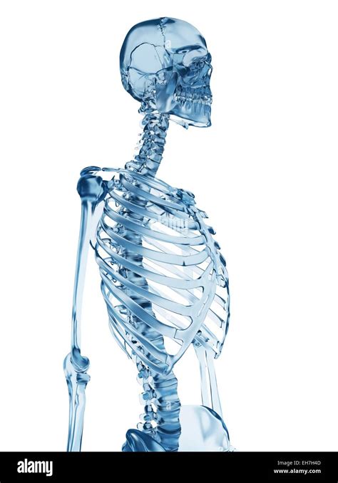 Human Skeletal System Illustration Stock Photo Alamy