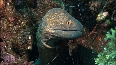 Moray Eels The Most Amazing Sea Creaturept1 Youtube