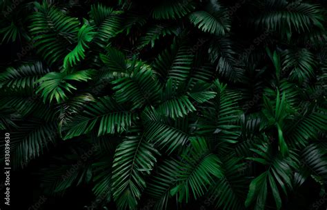 Fern Leaves On Dark Background In Jungle Dense Dark Green Fern Leaves