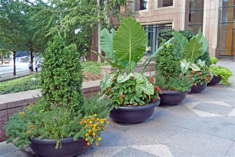 Success With Mixed Containers Using Perennial And Woody Plants Uga