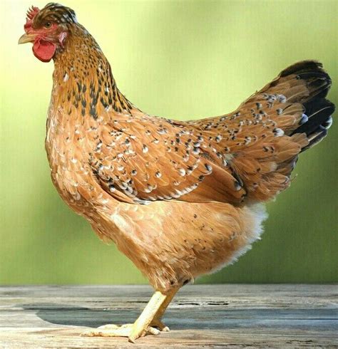 Pyncheon Hen An Ornamental Chicken Breed And A Rare American Breed Of True Bantam It Is An