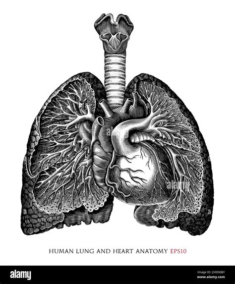 Human Lung And Heart Anatomy Hand Draw Vintage Engraving Style Black