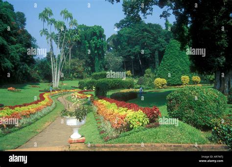 Peradeniya Botanical Gardens Sri Lanka Kandy Stock Photo Alamy