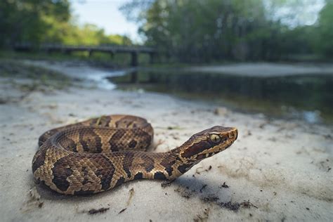 If confronted, the cottonmouth will stand its ground and gape (open its mouth), revealing the cotton white mouth. The Cottonmouth Snake: Everything You Need to Know