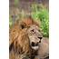 Lion Panthera Leo Photograph By Martin Zwick