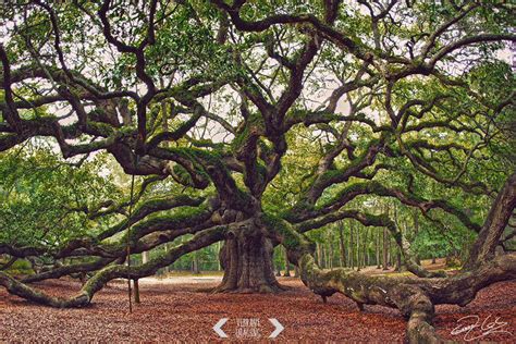 Angel Oak Tree Print Charleston Photography Angel Oak Photography
