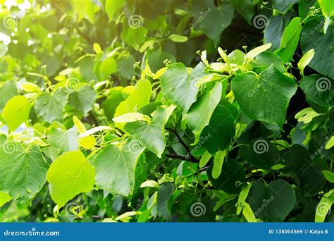 Branches Of Tilia Cordata Small Leaved Lime Littleleaf Linden Or Small