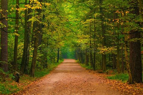 Wide Path In A Beautiful Forest Stock Image Image Of Beautiful Tall