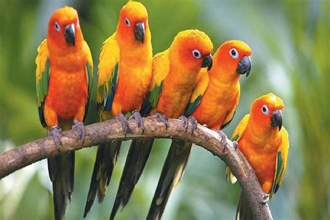 Top 10 Cute Small Parrots Depth World Top 10 Cute Small Parrots