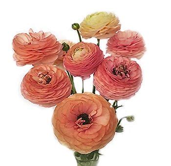 4.4545 out of 5 stars, based on 11 reviews ( 11 ) Peach Ranunculus | Ranunculus Flower | Flowers Near Me ...