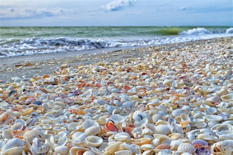 Scooping Sea Shells By The Seashore Of Sanibel Huffpost Life