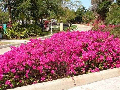 10 Bougainvillea Uses For Gardeners Landscaping With