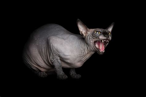 10 Hairless Cat Photos That Will Remind You Of Aliens