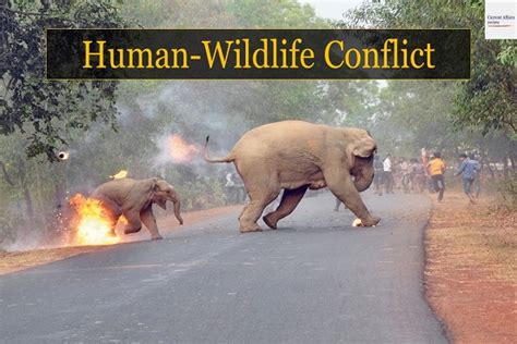 Human Wildlife Conflict Jammu Kashmir Latest News Tourism