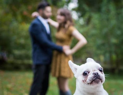 10 Funny Dog Photobombs That Prove They Are Born To Ruin Your Photo