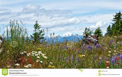Summer Wildflowers Stock Photo Image Of Trees Landscape 29751678