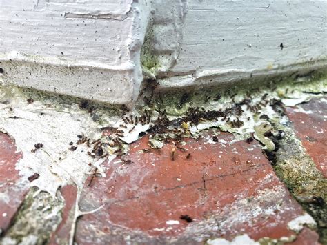 Pests We Treat Odorous House Ants Nesting In The Walls In Spring Lake