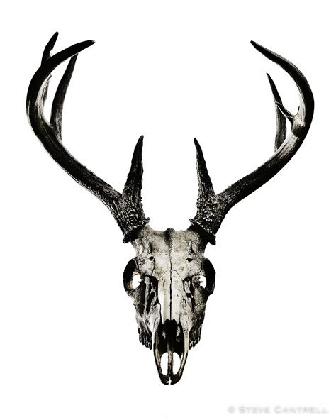 Deer Skulls Tattoo Design Drawings Native American Tattoo