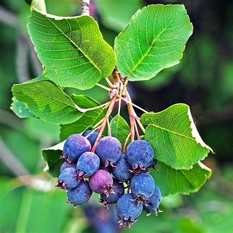 Amelanchier Alnifolia Saskatoon Berry Amélanchier à Feuilles Daulne