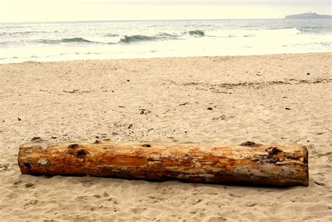 Marine life, sea life, or ocean life is the plants, animals, and other organisms that live in the salt water of the sea or ocean, or the brackish water of coastal estuaries.at a fundamental level, marine life affects the nature of the planet. Divya Times: May 23/Day 143 - The lone log!