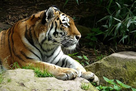Tiger Laying Rock Surface Zoo Cat Predator Carnivore Animal