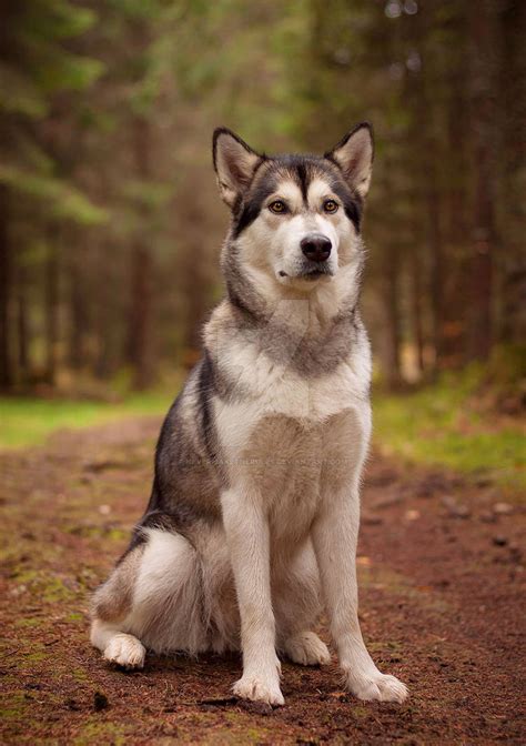 Life Of Dogs Alaskan Malamutes Ii By Nevermaketherules On Deviantart