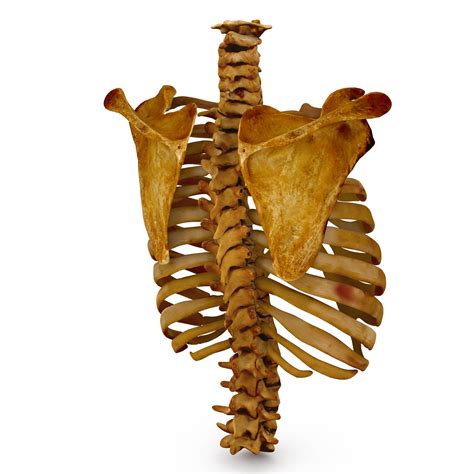 Human Spine Bones 3d Model By Renderbot Llc