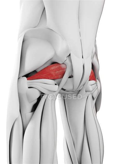 Male Anatomy Showing Piriformis Muscle Computer Illustration — Health
