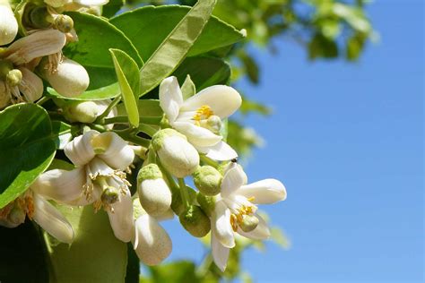 Fragrant flowers of bitter orange are used in the production of orange blossom and neroli extracts. Celebrate Orange Blossom Day on June 27th | Florida Smart