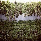 Drying Marijuana Buds