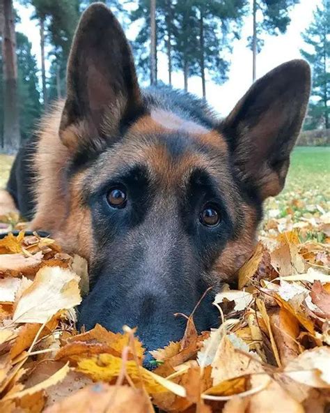 21 Reasons Why You Should Never Own German Shepherds The Paws