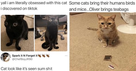 Take A Break From Working And Snort At These Funny Cat Memes I Can