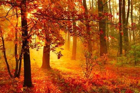 Обои Осенний лес освещенный лучами утреннего солнца на рабочий стол