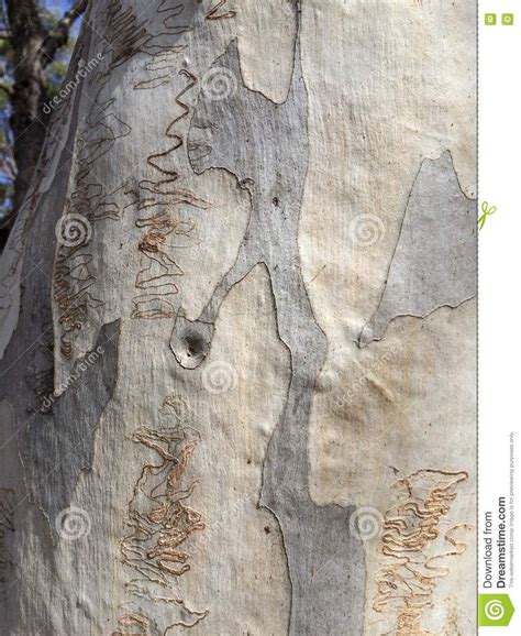 Photo About Natural Texture Of Australian Scribbly Gum Bark Reveals