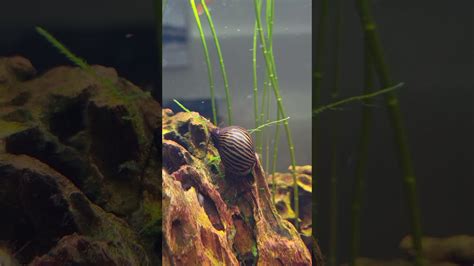 One Of My Zebra Nerite Snails Feeding On Dragon Rock In My Fish Tank