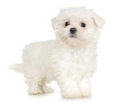 Maltese Puppy Development Pets