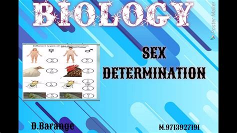 sex determination ncert 12 biology by d barange youtube