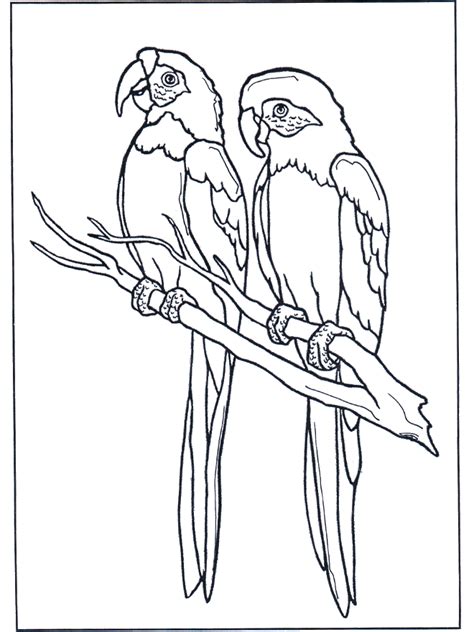 Two Parrots Birds Animal Coloring Pages Bird Coloring Pages