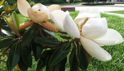 We did not find results for: Southern Magnolia (Magnolia grandiflora)