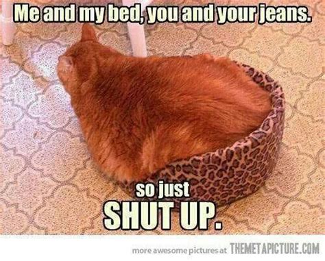 Shut Up Crazy Cat Lady Crazy Cats Animal Pictures Funny Pictures