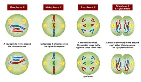 The Most Important Role Of Meiosis In Sexual Reproduction Is