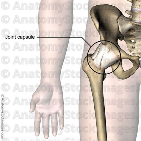 Anatomy Stock Images Hip Joint Capsule Front Skin Names Hips